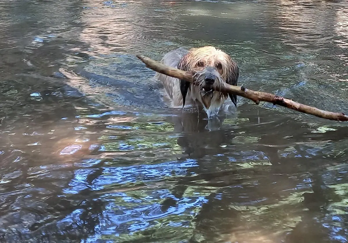 un perro puede sobrevivir a un golpe de calor