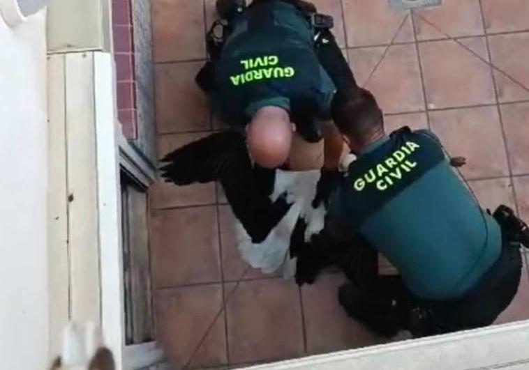 La Guardia Civil rescata una cría de cigüeña atrapada en un patio interior en Alfaro