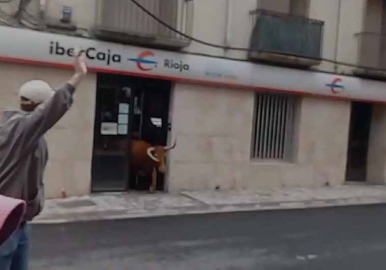 Una vaquilla 'gastadora' se cuela en un cajero en el encierro de Cervera