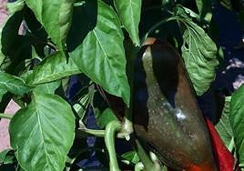 Pimiento riojano, en Tricio.