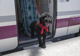 Un perro se dispone a viajar en un tren de Renfe.