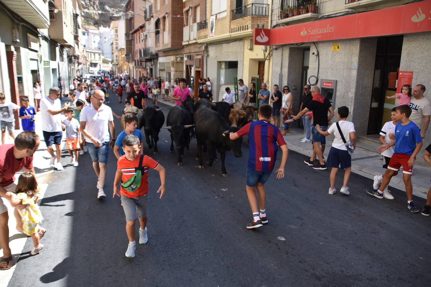 Vacas y paella en el último día de fiestas en Cervera