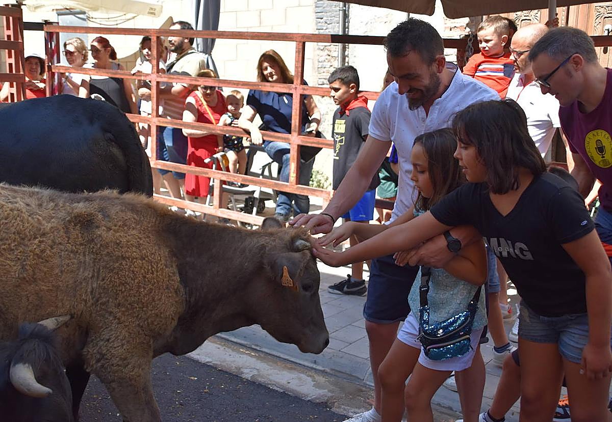 Vacas y paella en el último día de fiestas en Cervera
