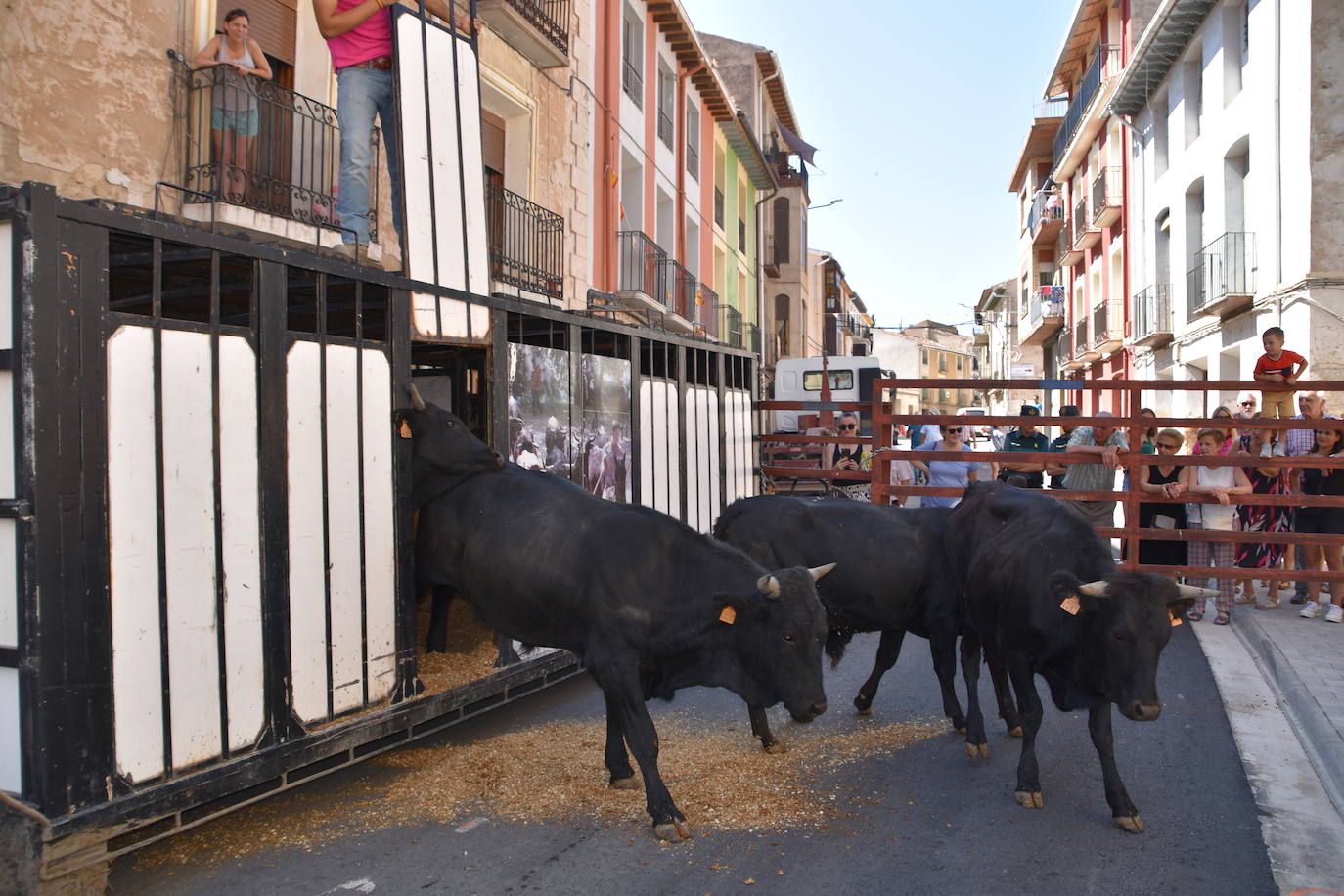 Vacas y paella en el último día de fiestas en Cervera