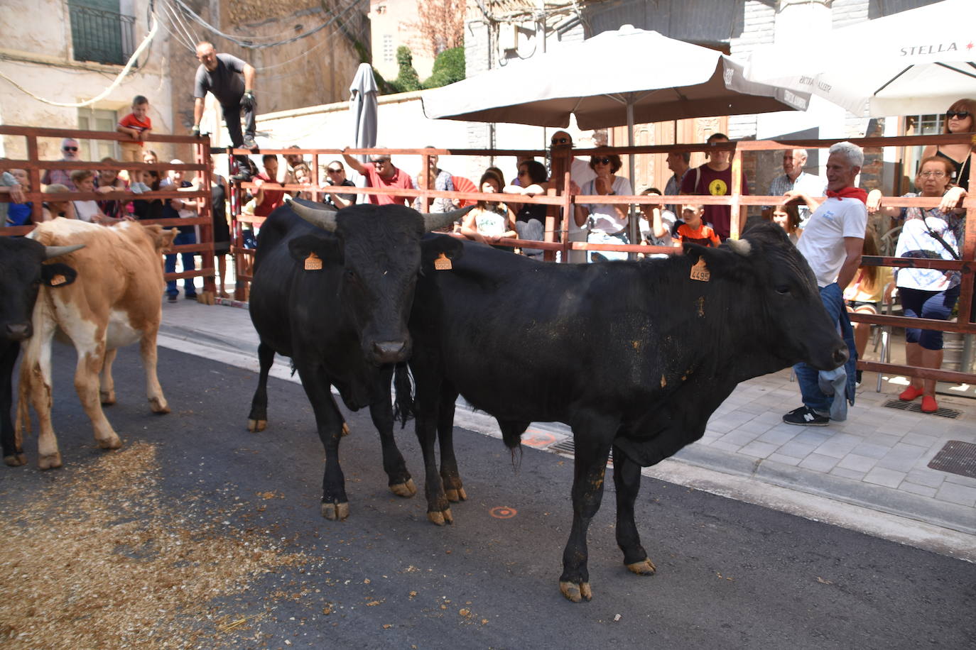 Vacas y paella en el último día de fiestas en Cervera