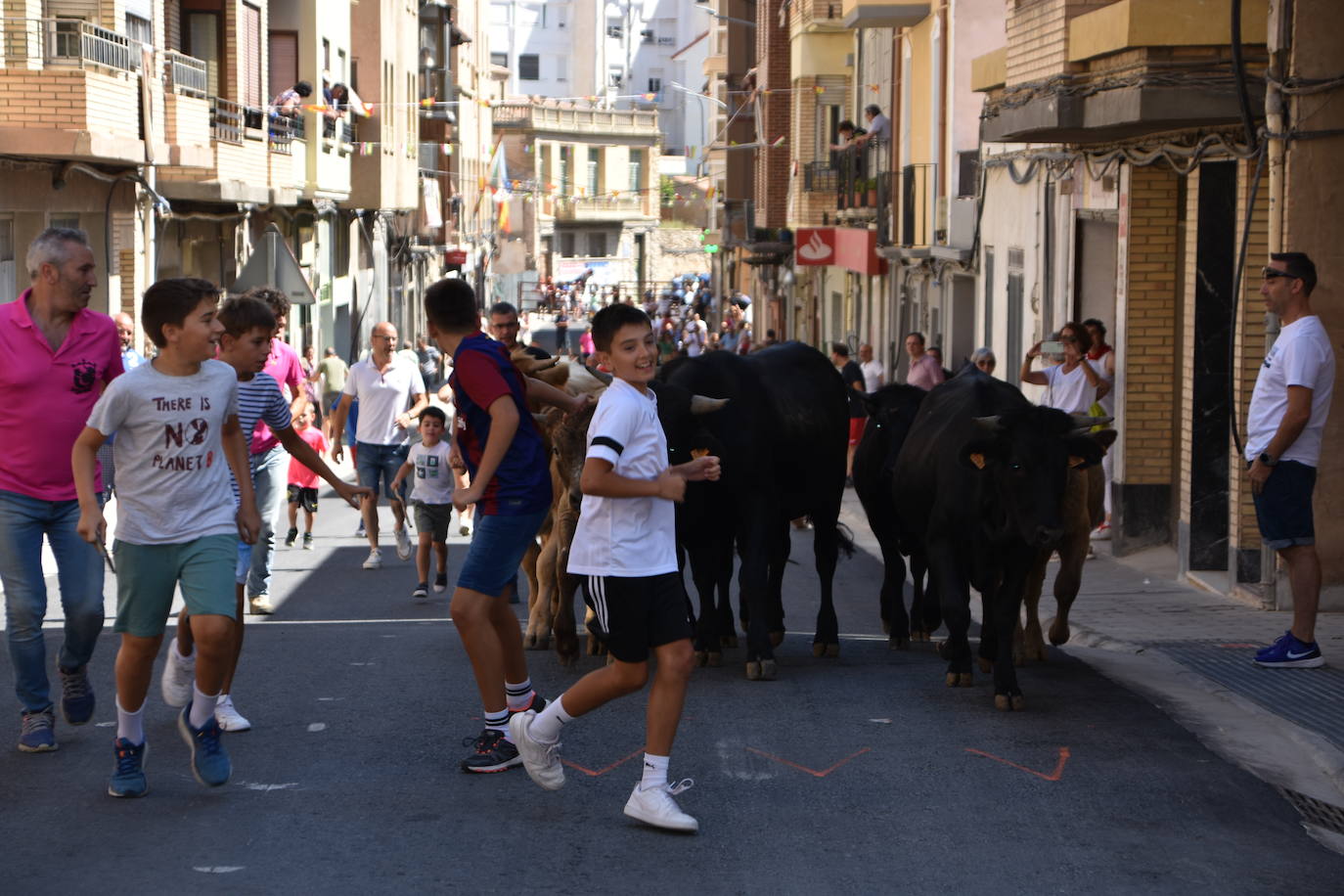 Vacas y paella en el último día de fiestas en Cervera