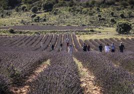 Los campos de lavanda, en el paraje de 'Ordoyo', en el término municipal de Quel, en las faldas del monte Yerga.