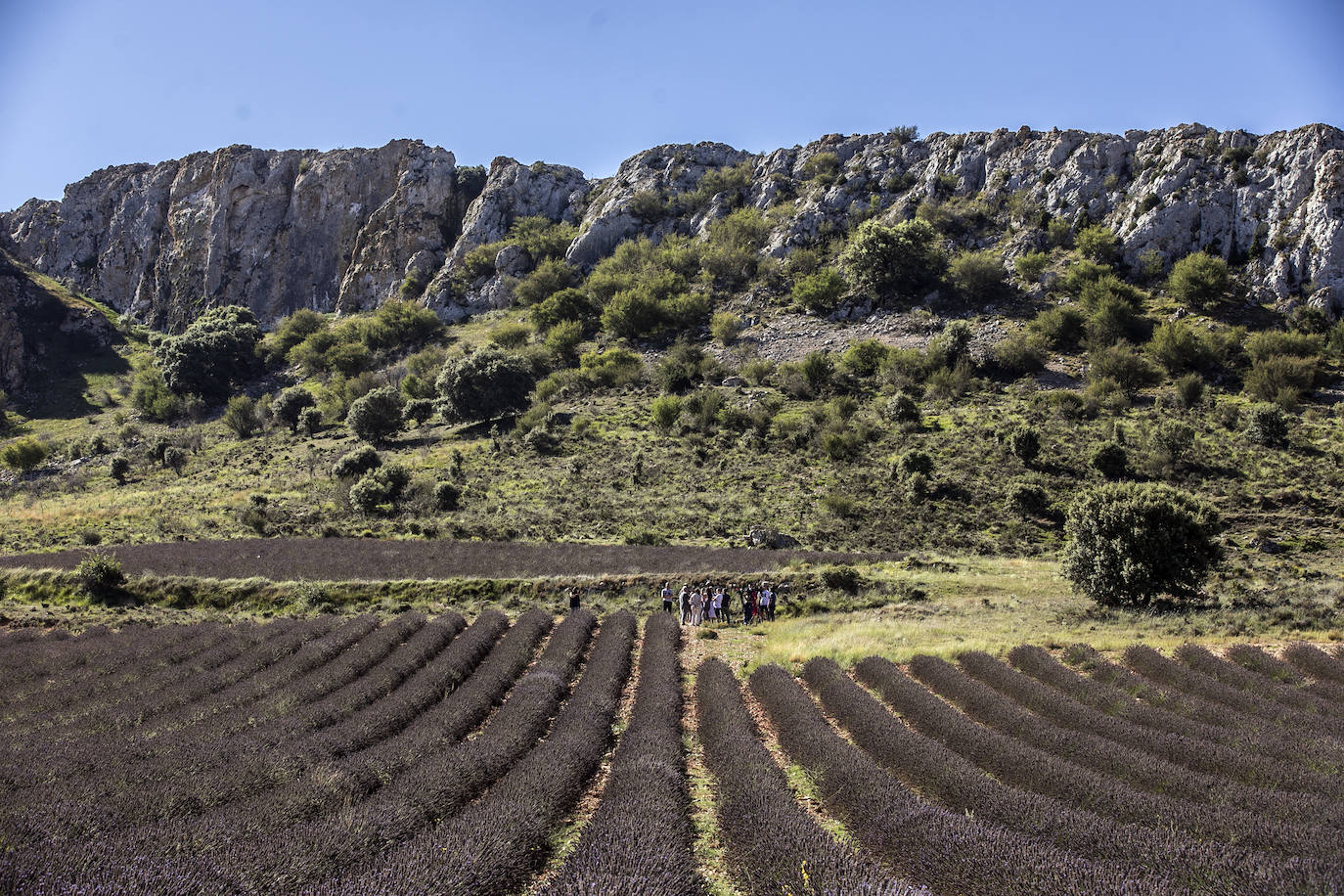 Plantación experimental de lavanda en la zona de Yerga