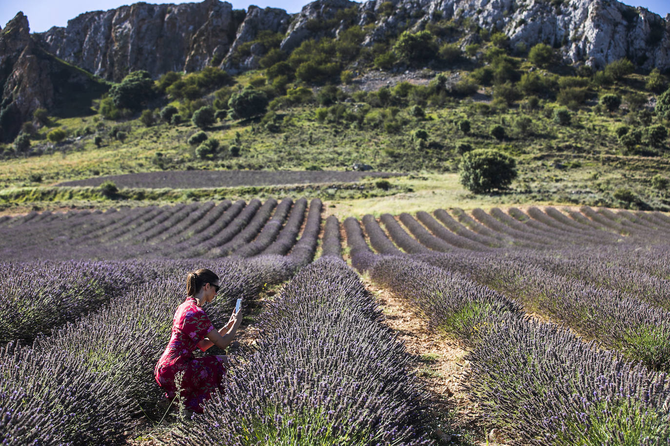Plantación experimental de lavanda en la zona de Yerga