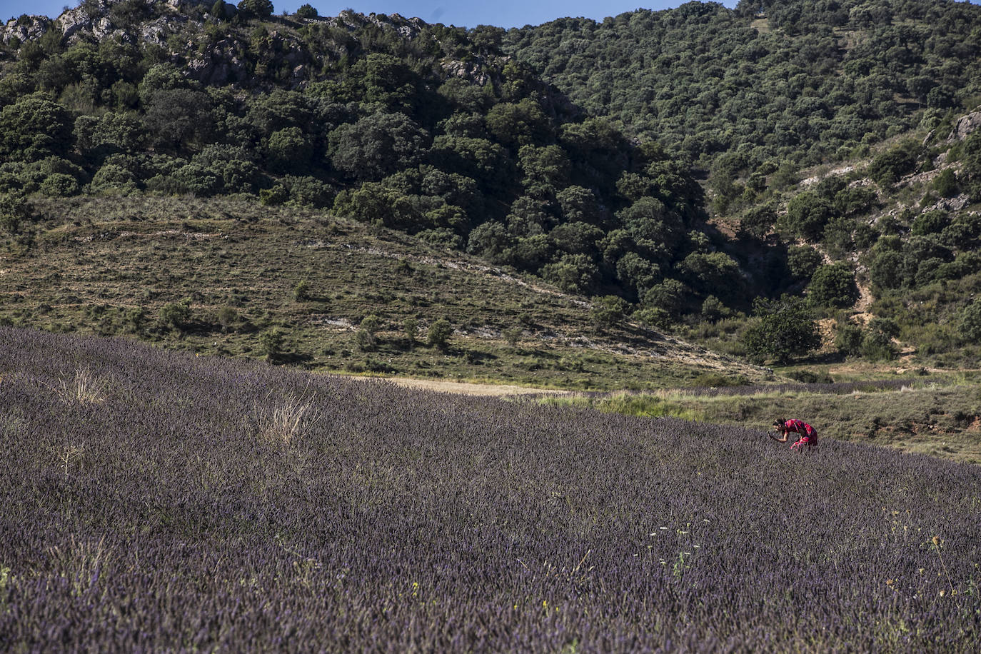 Plantación experimental de lavanda en la zona de Yerga