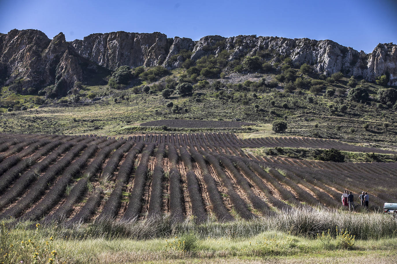 Plantación experimental de lavanda en la zona de Yerga
