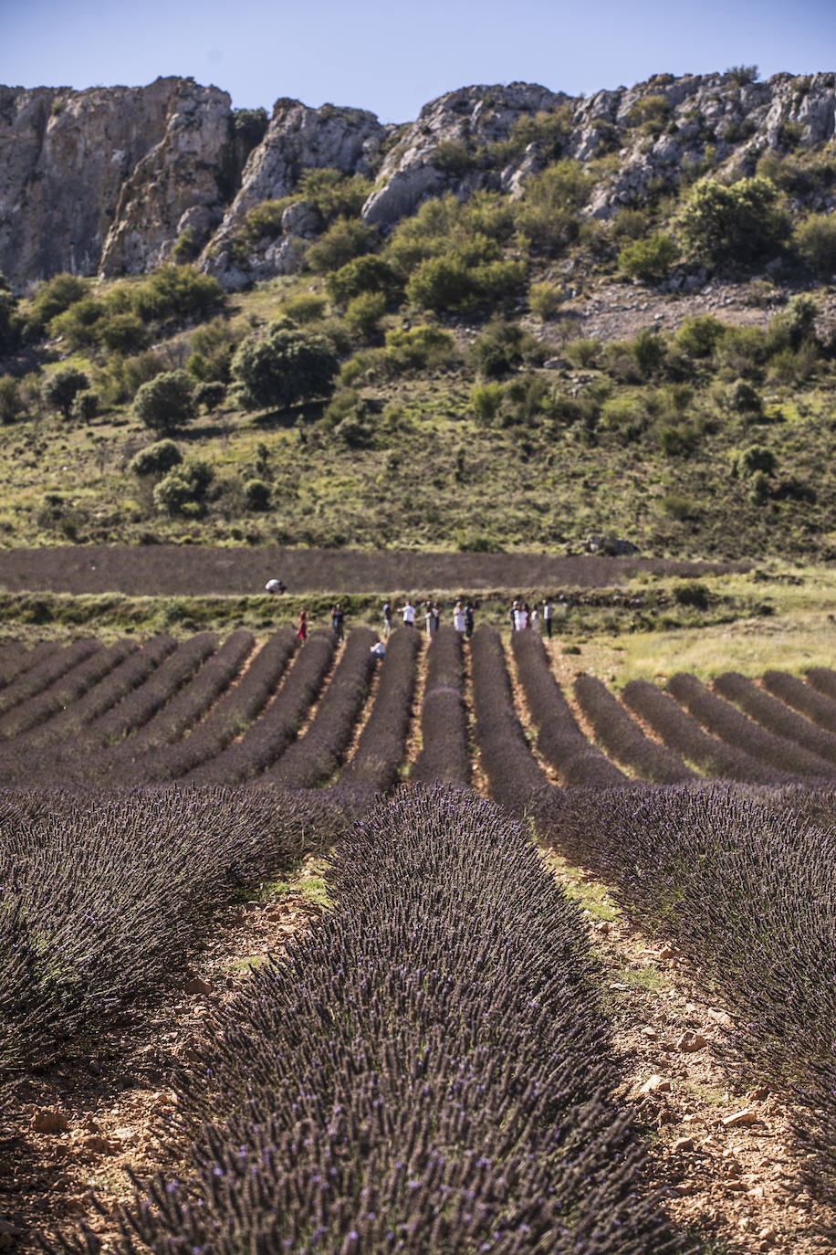 Plantación experimental de lavanda en la zona de Yerga
