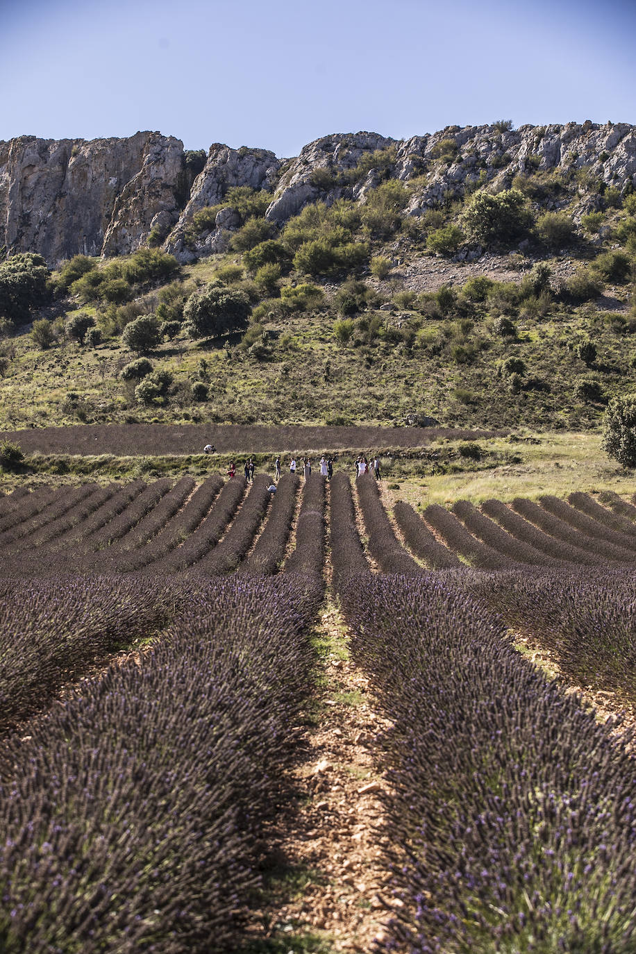 Plantación experimental de lavanda en la zona de Yerga