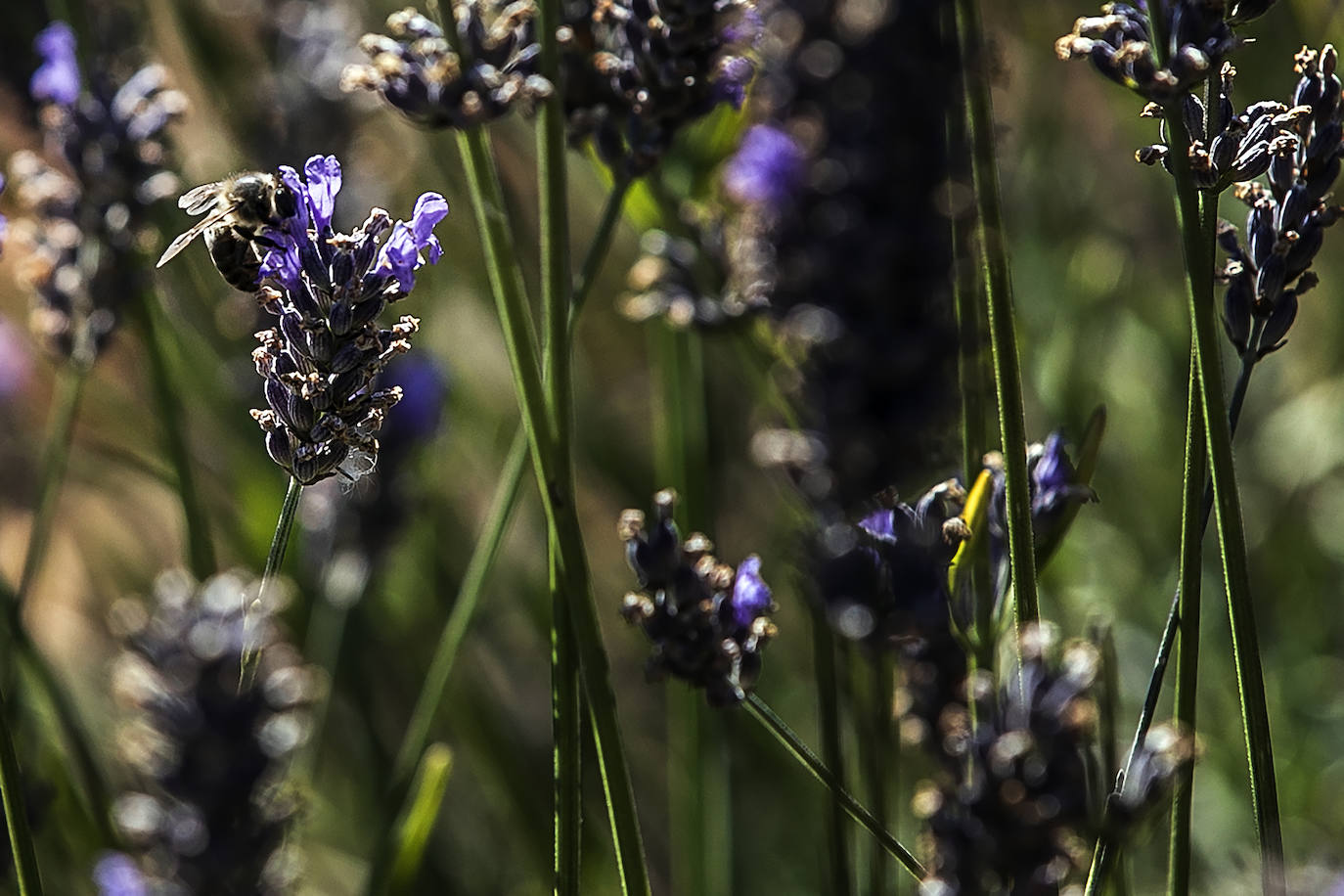 Plantación experimental de lavanda en la zona de Yerga