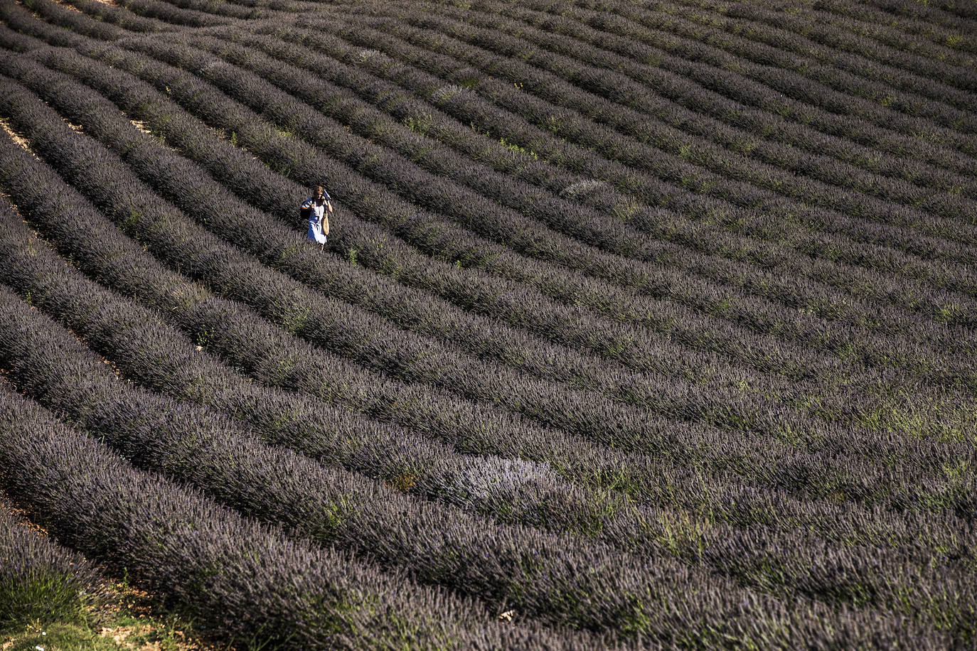Plantación experimental de lavanda en la zona de Yerga