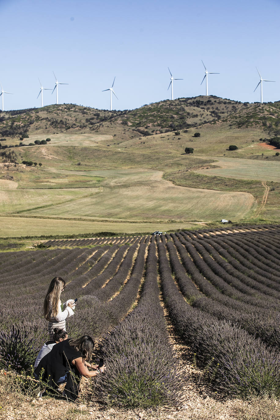 Plantación experimental de lavanda en la zona de Yerga