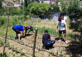 Un grupo de jóvenes de Villoslada controla el buen funcionamiento el riego por goteo.