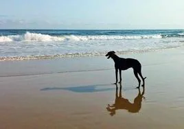 Un perro mira al mar en la playa de Trengandín de Noja