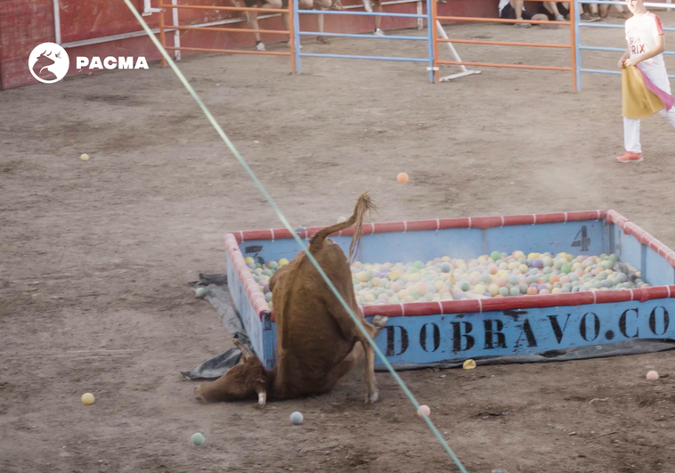 Pacma denuncia «las angustiosas caídas» de una vaquilla en el Grand Prix de Rincón de Soto