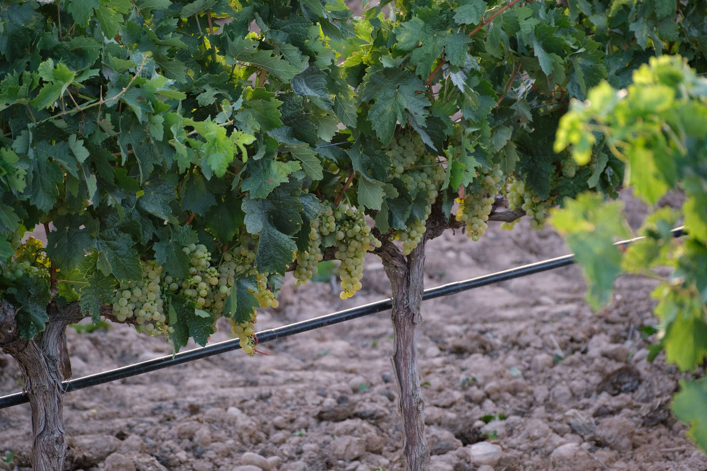 Las primeras imágenes de la vendimia en Aldeanueva