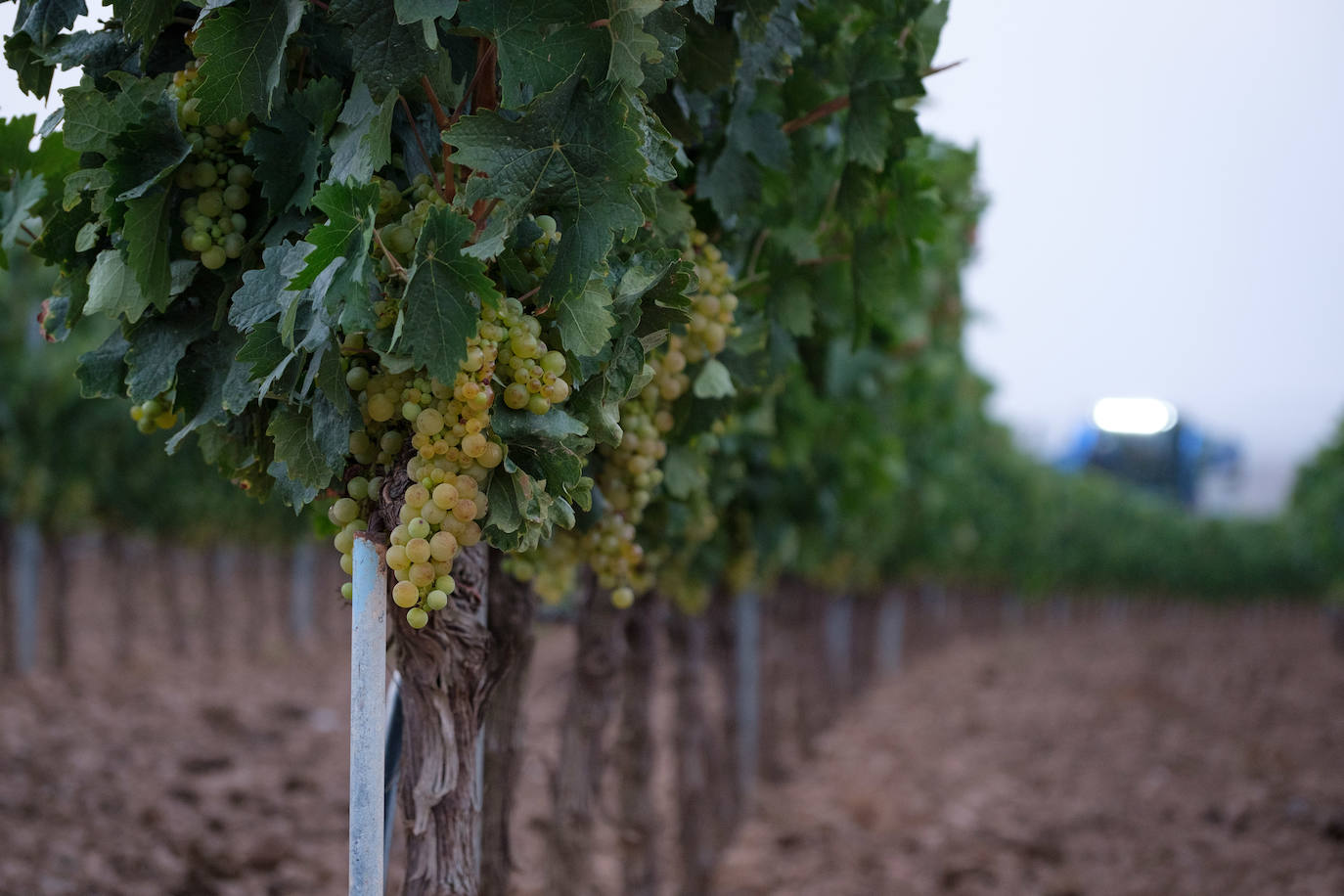 Las primeras imágenes de la vendimia en Aldeanueva