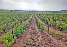 El Consejo da plazo en Rioja Alta hasta el 6 de septiembre para tirar excedentes de uva