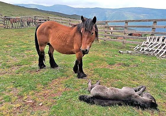 Potro atacabo por un lobo en una explotación de Anguiano