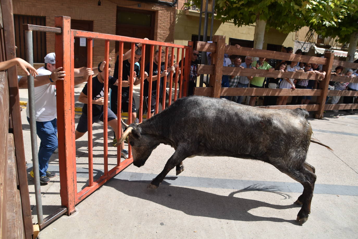 Encierros en las fiestas de Aldeanueva de Ebro