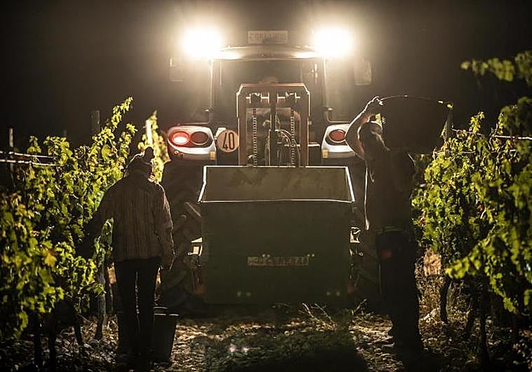 Vendimia nocturna manual de tempranillo blanco en Murillo, de Bodegas Paco García para intentar que la uva entre a temperatura razonable en plena ola de calor.