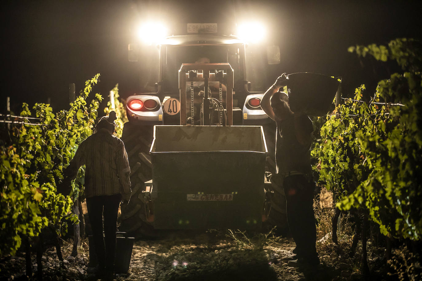 Vendimia nocturna en Bodegas Paco García, en Murillo