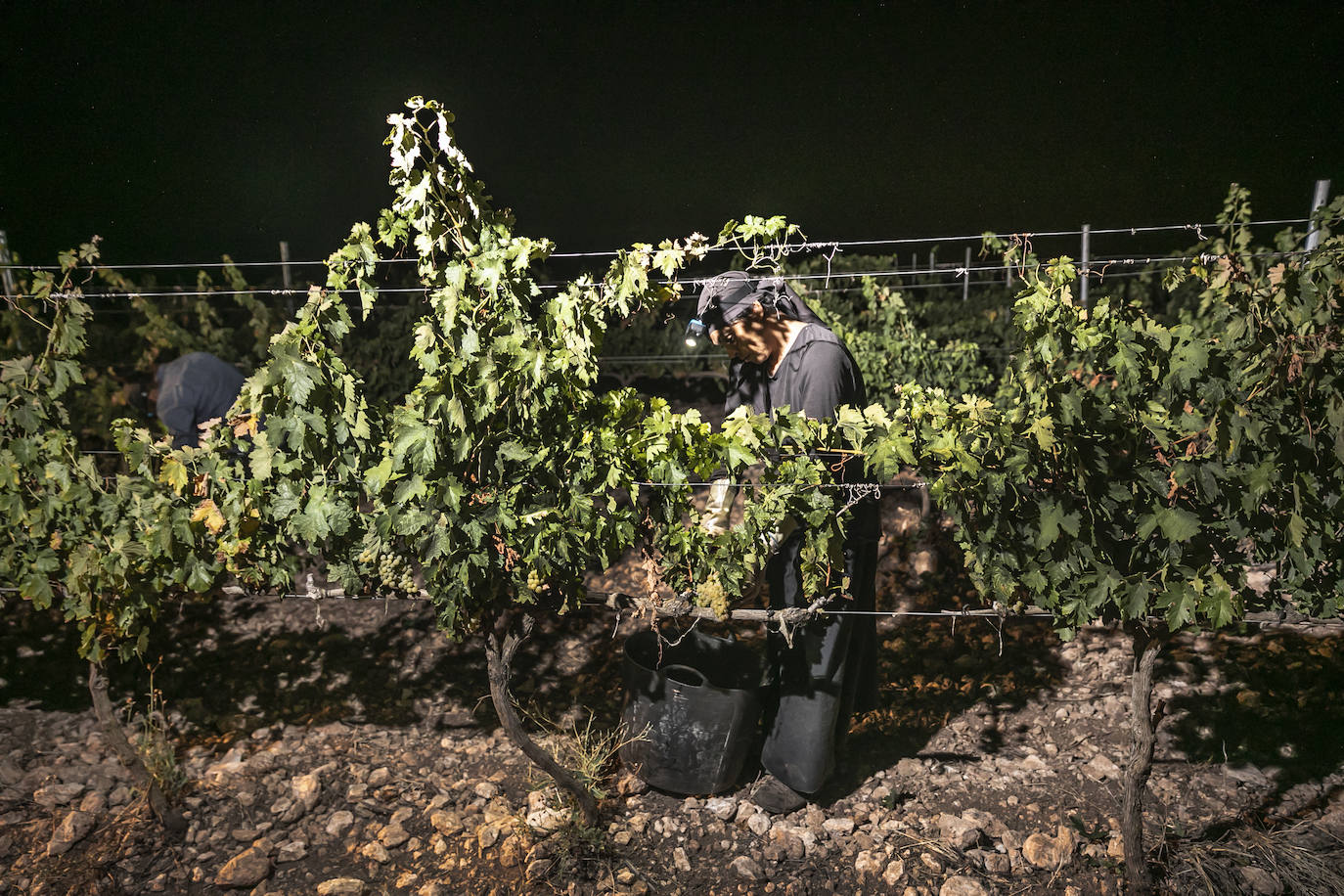 Vendimia nocturna en Bodegas Paco García, en Murillo