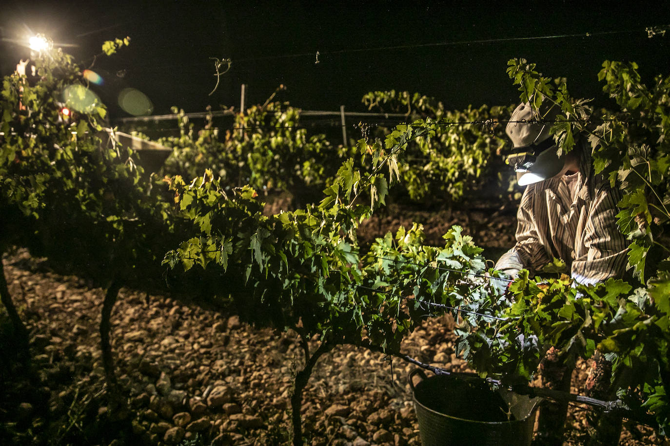 Vendimia nocturna en Bodegas Paco García, en Murillo