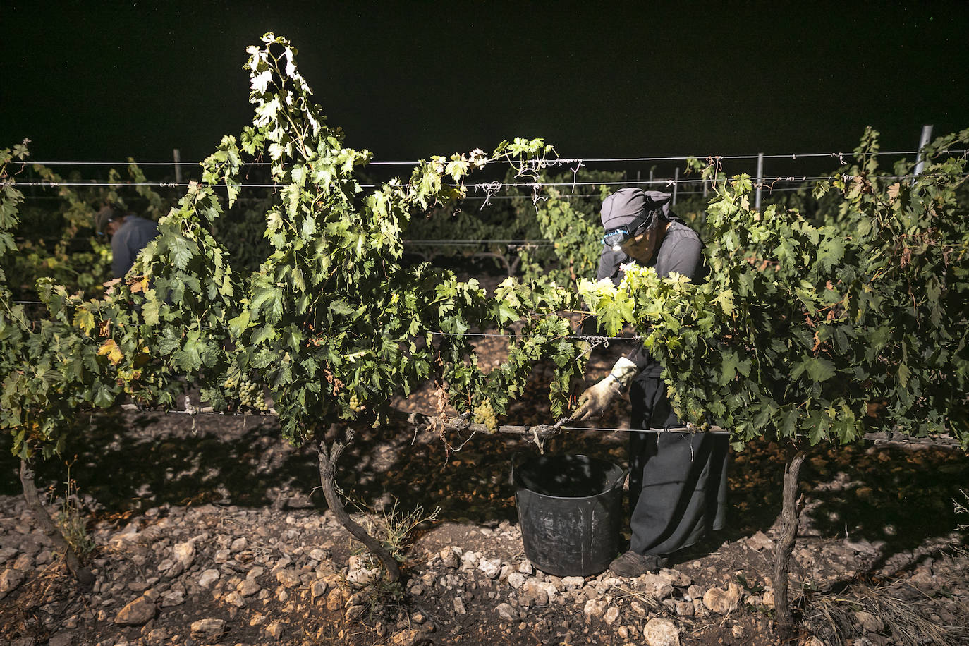 Vendimia nocturna en Bodegas Paco García, en Murillo