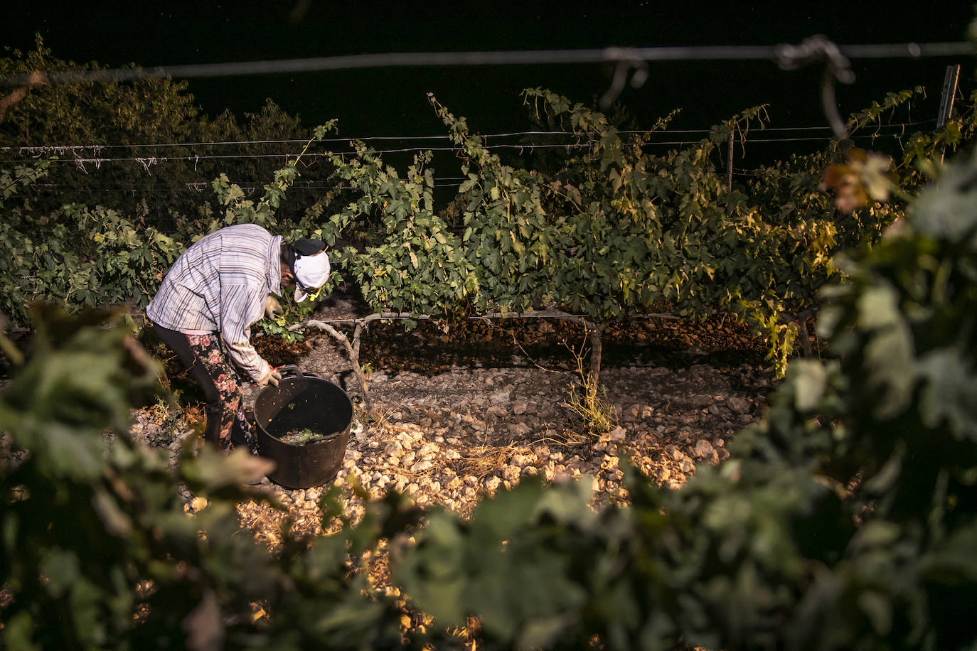 Vendimia nocturna en Bodegas Paco García, en Murillo