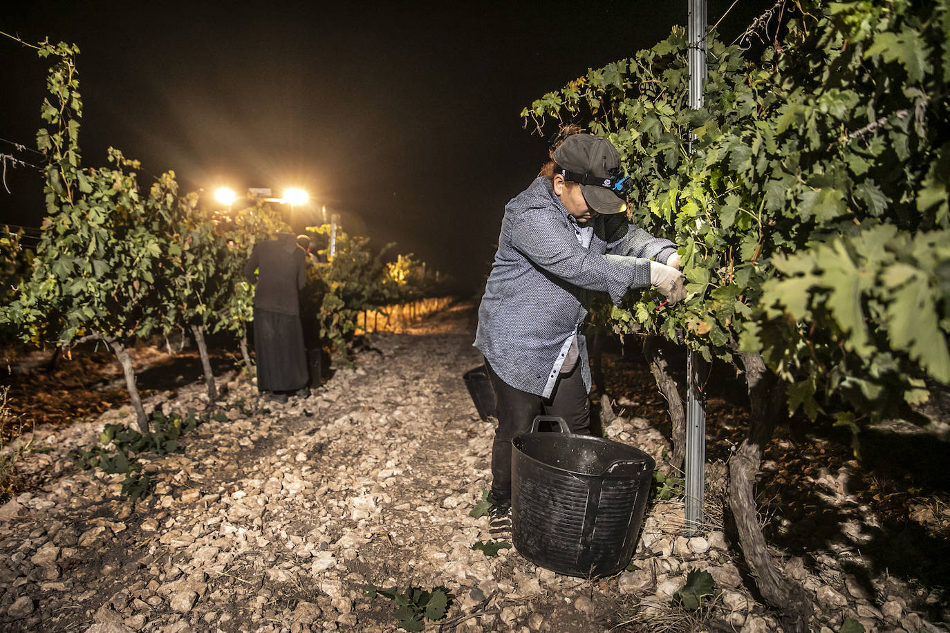 Vendimia nocturna en Bodegas Paco García, en Murillo