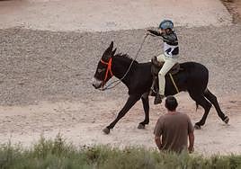 PACMA emprenderá acciones legales contra la carrera de burros de Tricio