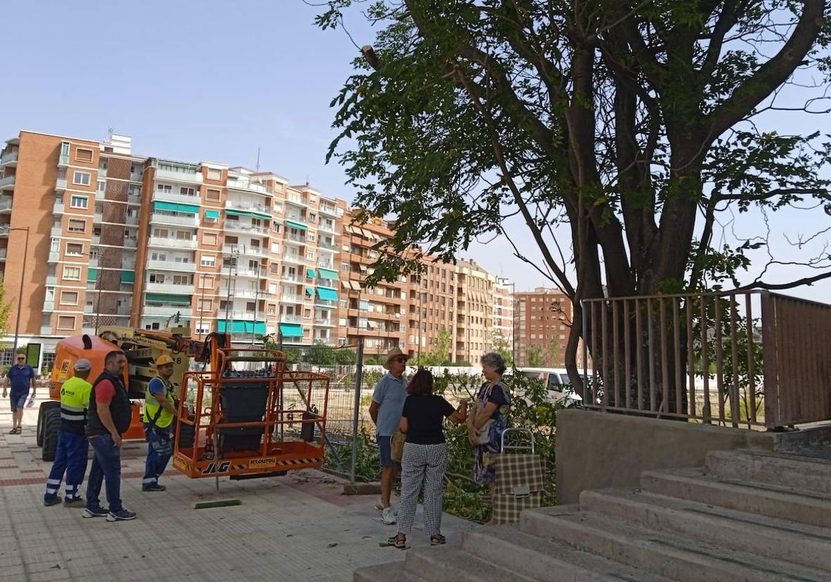 Operarios y vecinos, este martes, a la espera de la llegada de la Policía Local junto al árbol en cuestión.