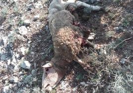 Oveja muerta por ataque de lobo en Nieva de Cameros.