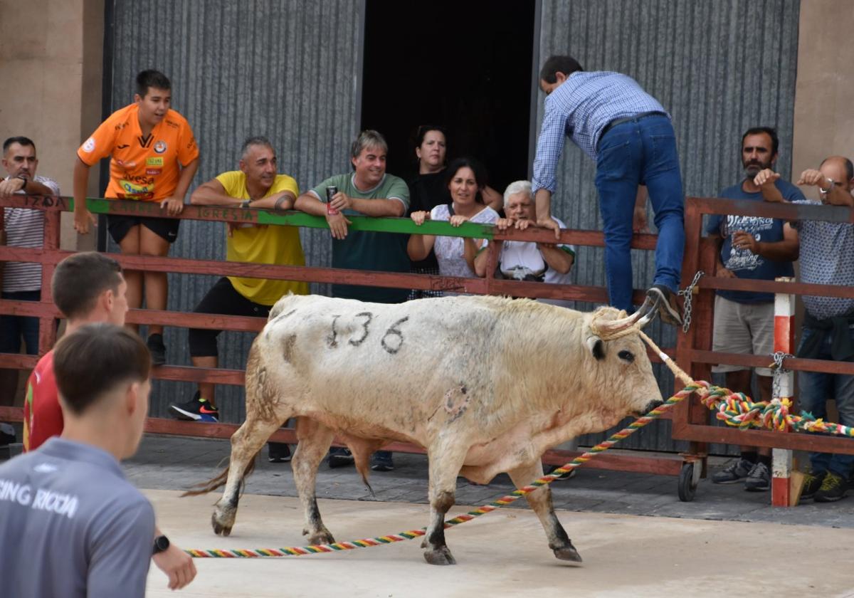 Los toros ensogados llenan Cabretón de aficionados