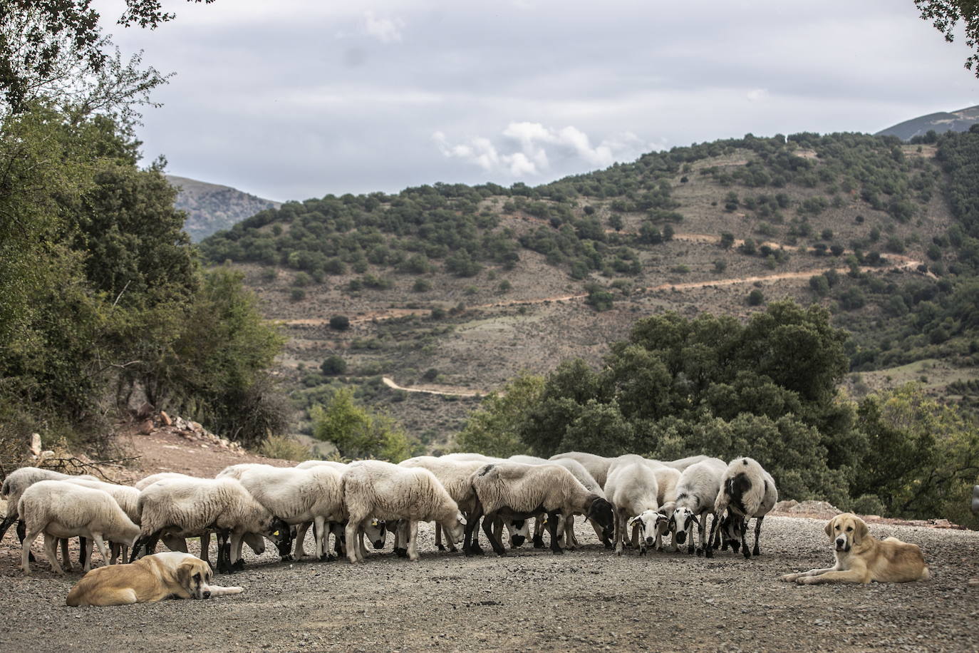 Dos mastines vigilan un rebaño de ovejas en Viniegra de Abajo.