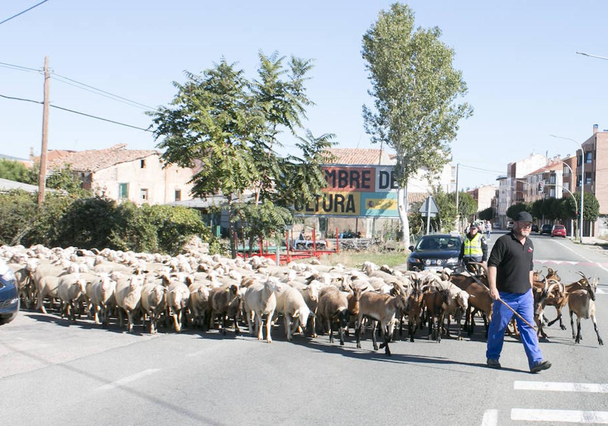 David Ceballos atraviesa la carretera LR-111 a su paso por Santo Domingo de la Calzada con su ganado, de cerca de un millar de cabezas, bajo el control de Policía Local.