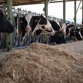 Llega a La Rioja el 'covid de las vacas'