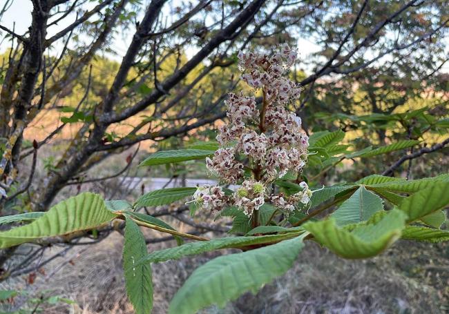 Castaños en flor esta semana en Navarrete.