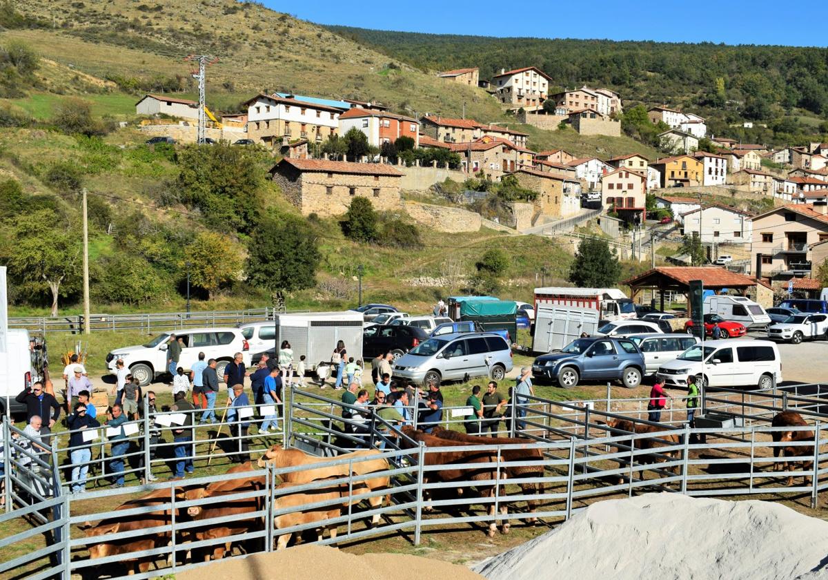 Día soleado y jornada agradable este jueves en Villoslada durante la Feria del Ganado Selecto.