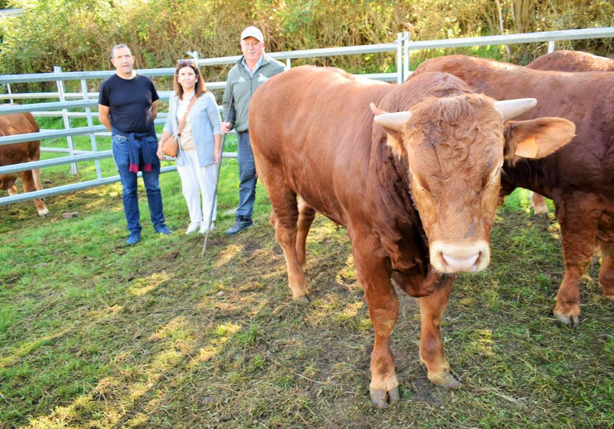 La XIII Feria del Ganado Selecto reúne este jueves más de 60 animales