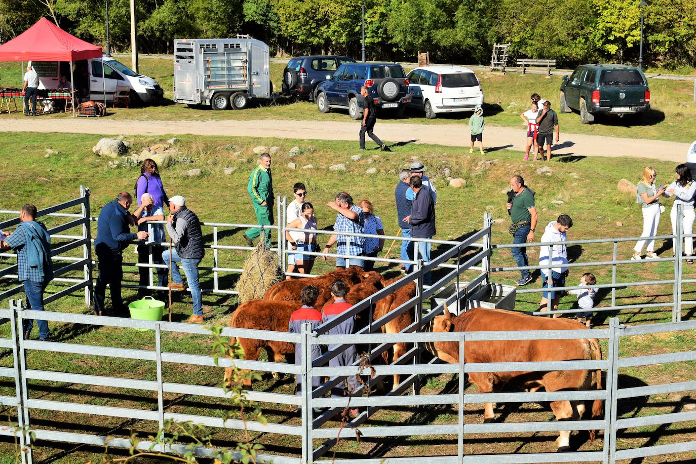 La XIII Feria del Ganado Selecto reúne este jueves más de 60 animales