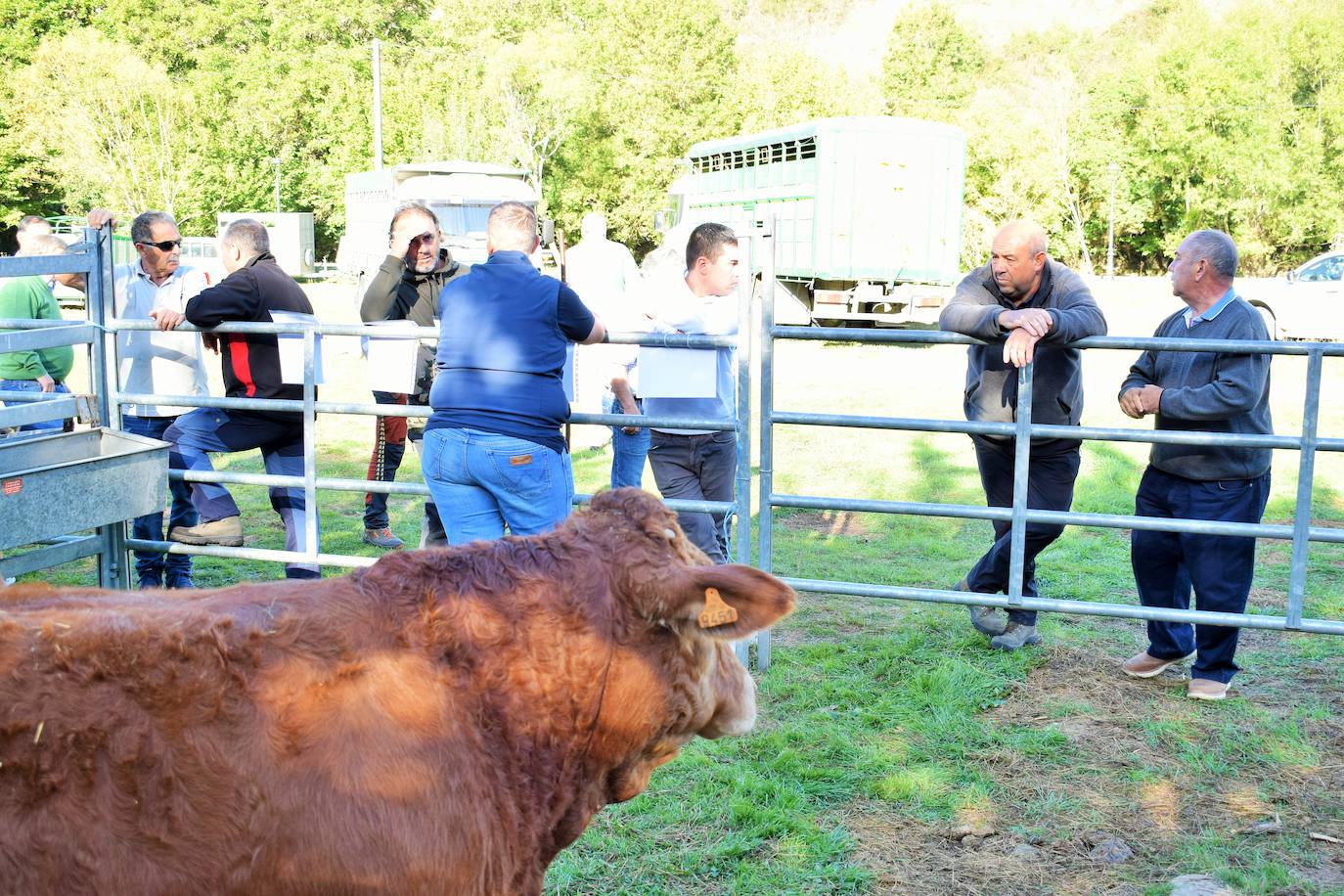 La XIII Feria del Ganado Selecto reúne este jueves más de 60 animales