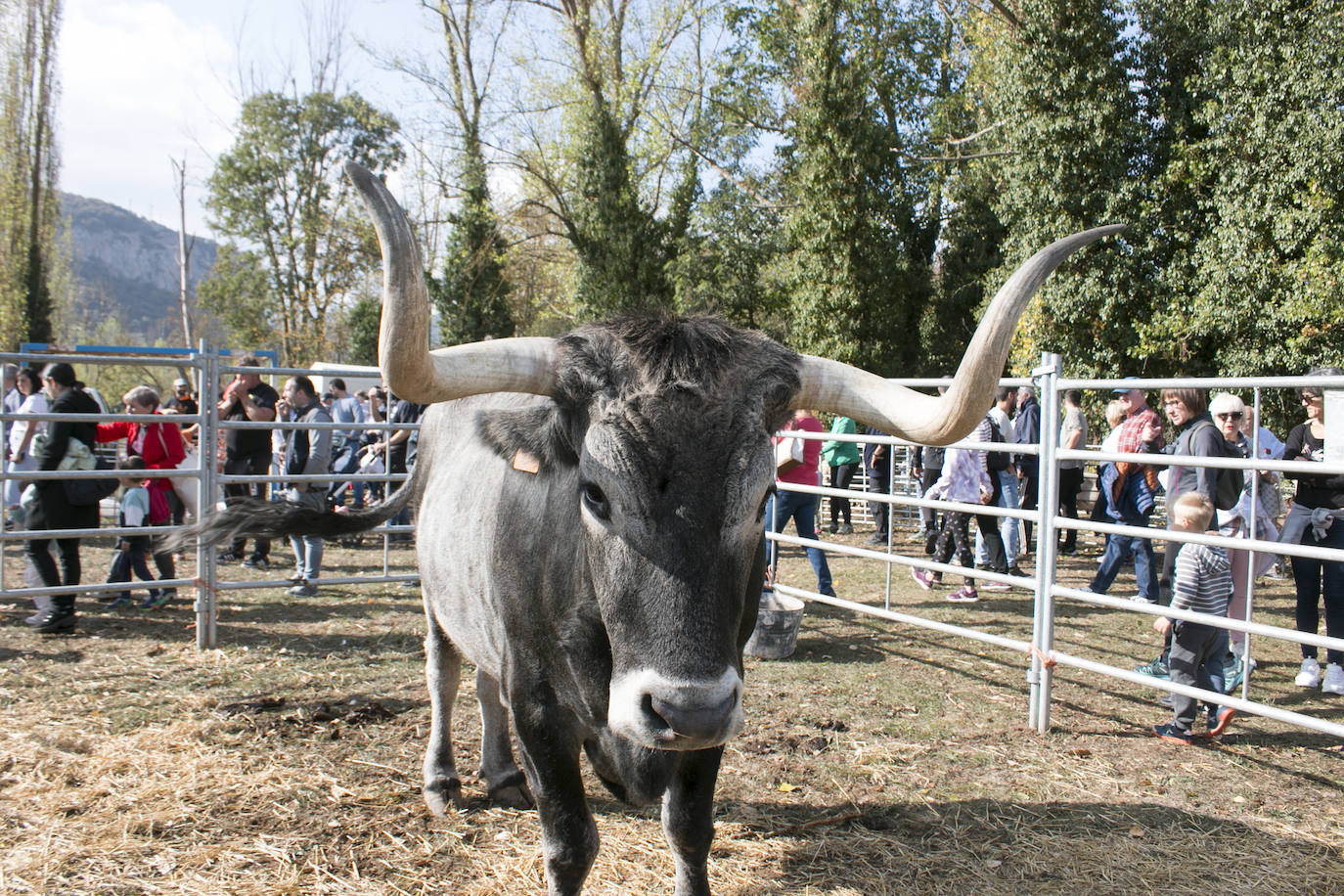 XIX Feria de ganado y de artesanía agroalimentaria de Ojacastro