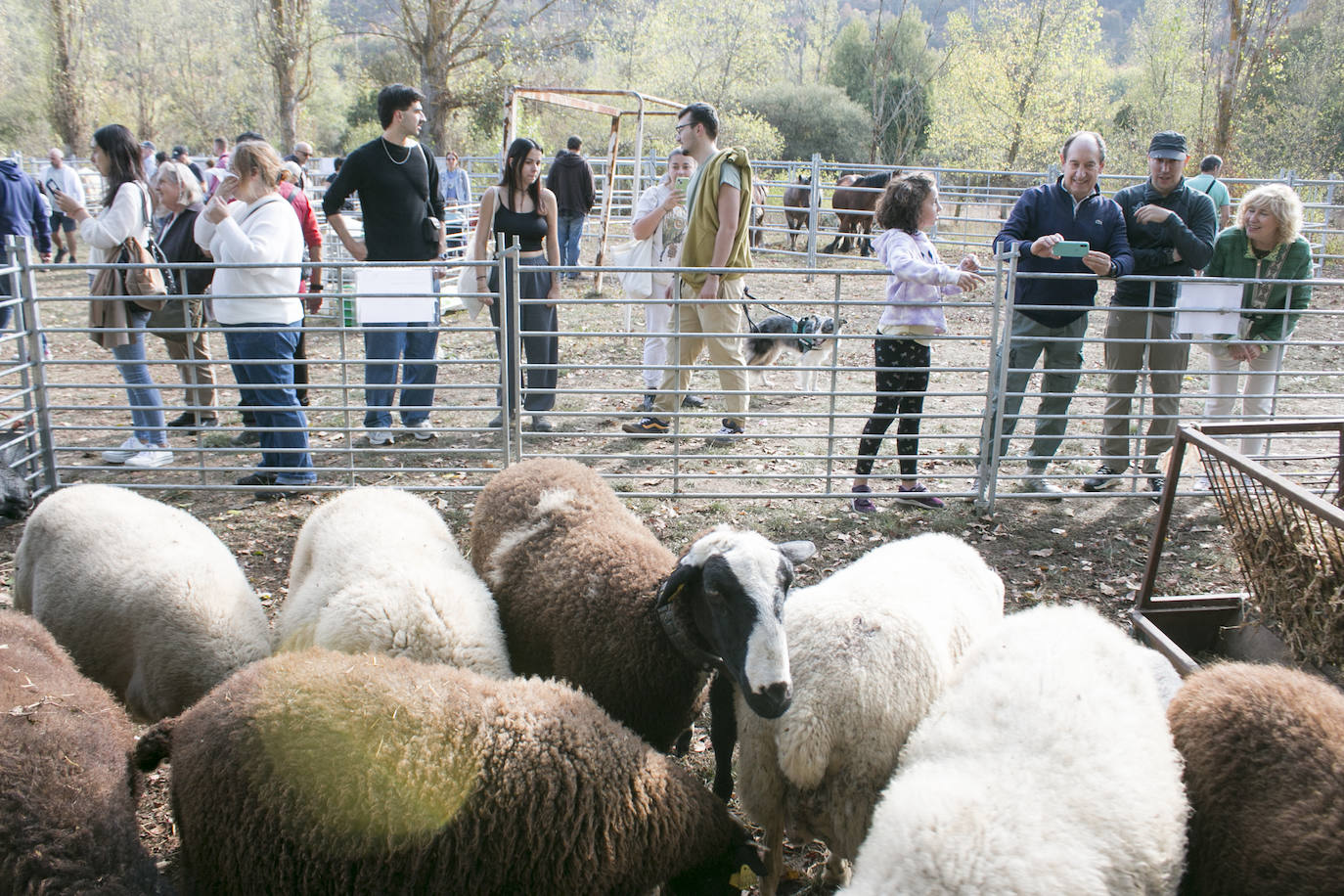 XIX Feria de ganado y de artesanía agroalimentaria de Ojacastro