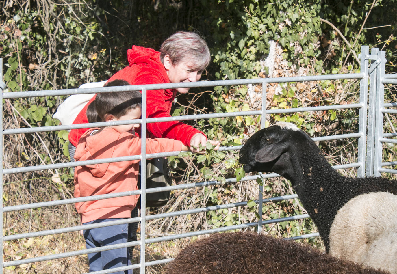 XIX Feria de ganado y de artesanía agroalimentaria de Ojacastro